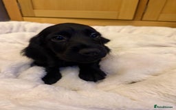 Cocker Spaniel dogs for sale: 7x Dock Tail Cocker Spaniel Puppies - Image 6
