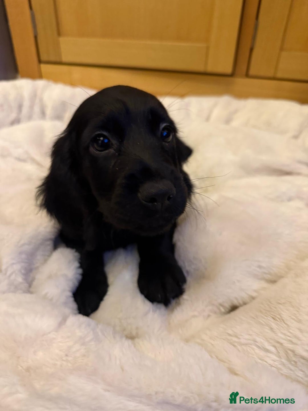 Cocker Spaniel dogs for sale: 7x Dock Tail Cocker Spaniel Puppies - Image 6