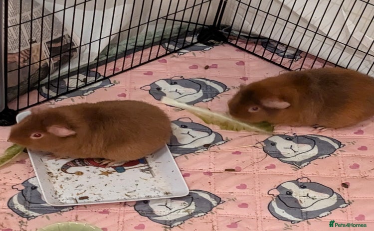 Guinea Pig rodents - Advert 2