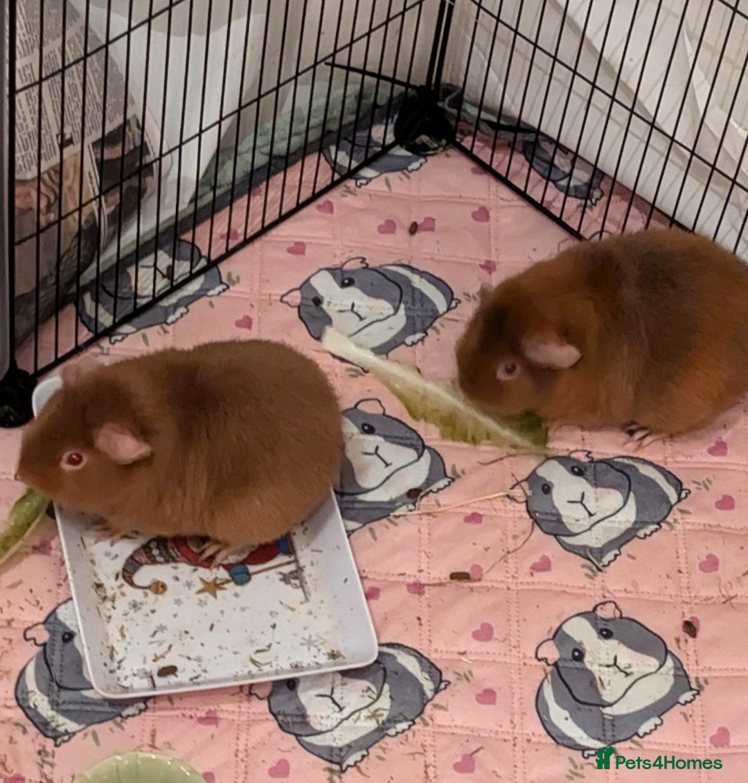 Guinea Pig rodents for sale: 2 female guinea pigs needing new home, - Image 1
