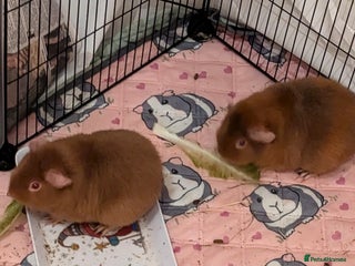Guinea Pig rodents for sale - Advert 1