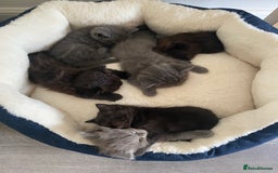 British Longhair cats for sale: British longhair kittens with Persian lineage - Image 1