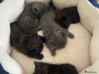 British Longhair cats - Advert 19