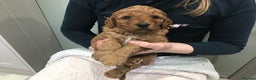 Labradoodle dogs for sale: 5* MINI F1B LABRADOODLE PUPPIES. - Advert 24