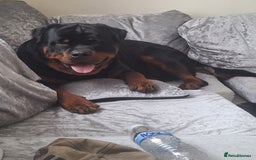 Rottweiler dogs for sale: Kc rottweiler puppies  - Image 27