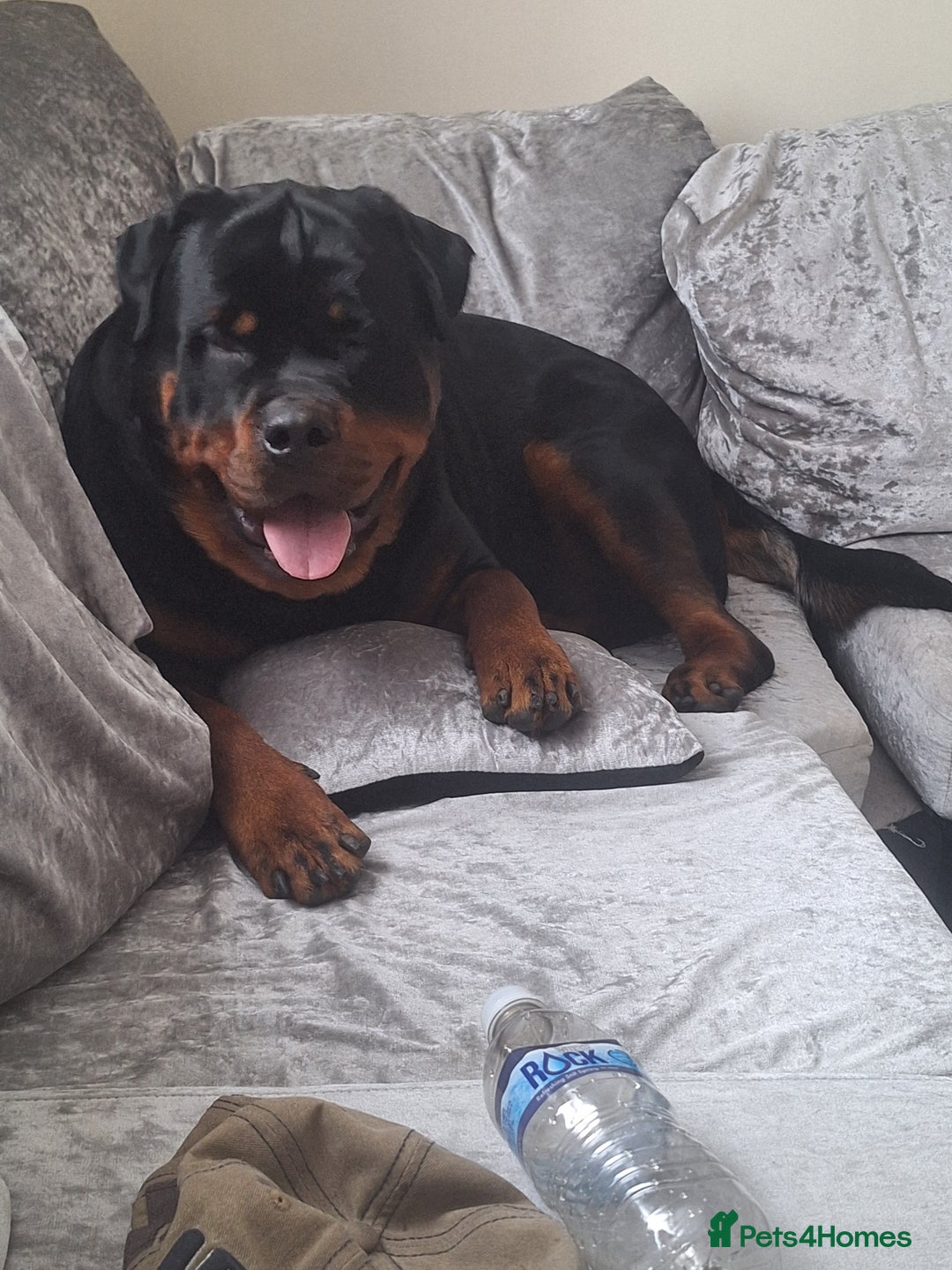 Rottweiler dogs for sale: Kc rottweiler puppies  - Image 27