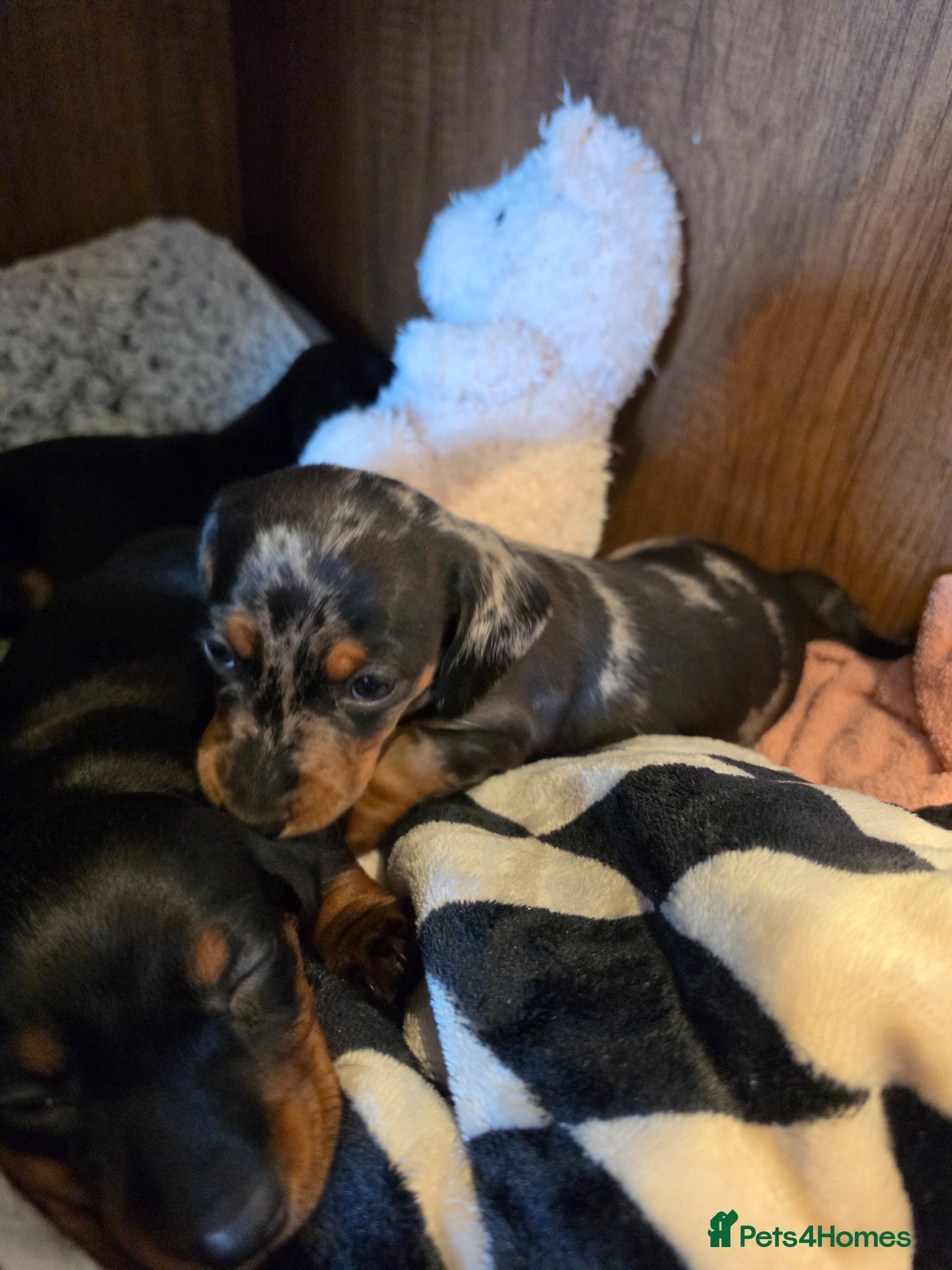 Miniature Dachshund dogs MINIATURE DACHSHUNDS TO FIND THEIR FOREVER HOME 🏡 - Advert 6