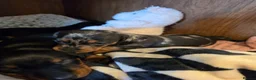 Miniature Dachshund dogs for sale: MINI DACHSHUNDS 2 FIND THEIR FOREVER HOME - Advert 4
