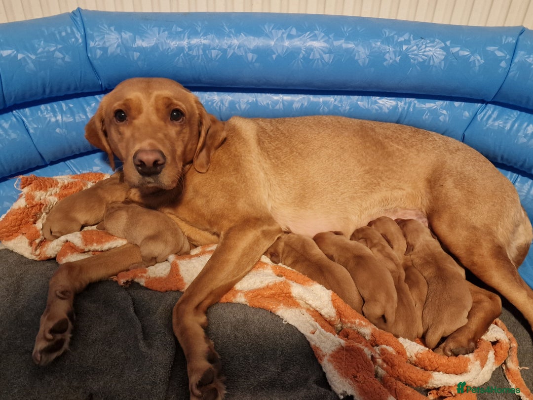 Labrador Retriever dogs for sale: Beautiful Red Fox Labrador Puppies-Born 8/01/26 - Advert 2