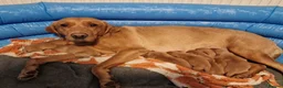 Labrador Retriever dogs for sale: Ready Now! Beautiful Red Fox Labrador Puppies - Advert 25