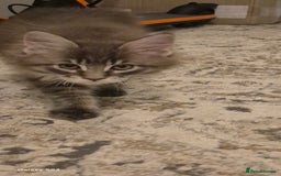 Maine Coon cats for sale: Maine Coon kittens Glasgow  - Image 34