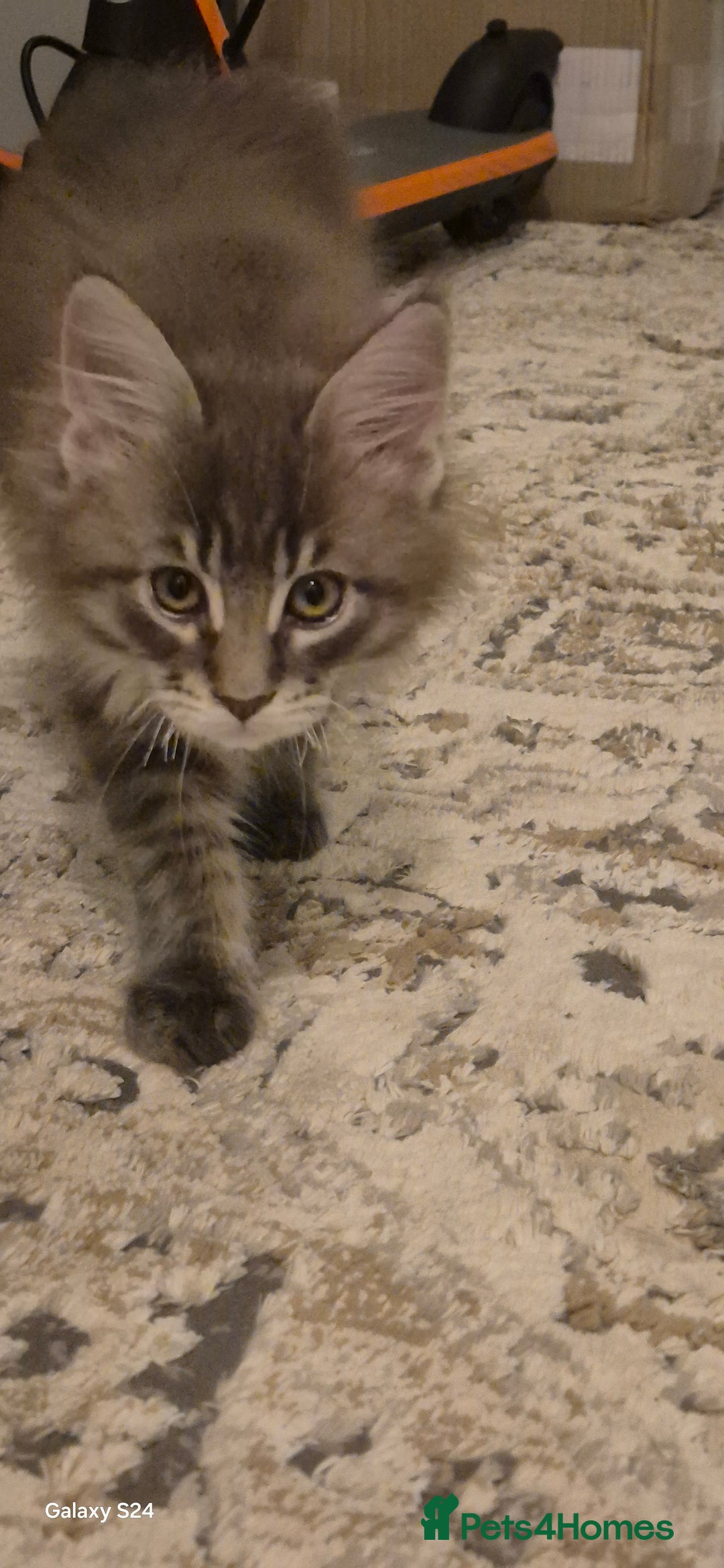 Maine Coon cats for sale: Maine Coon kittens Glasgow  - Image 34