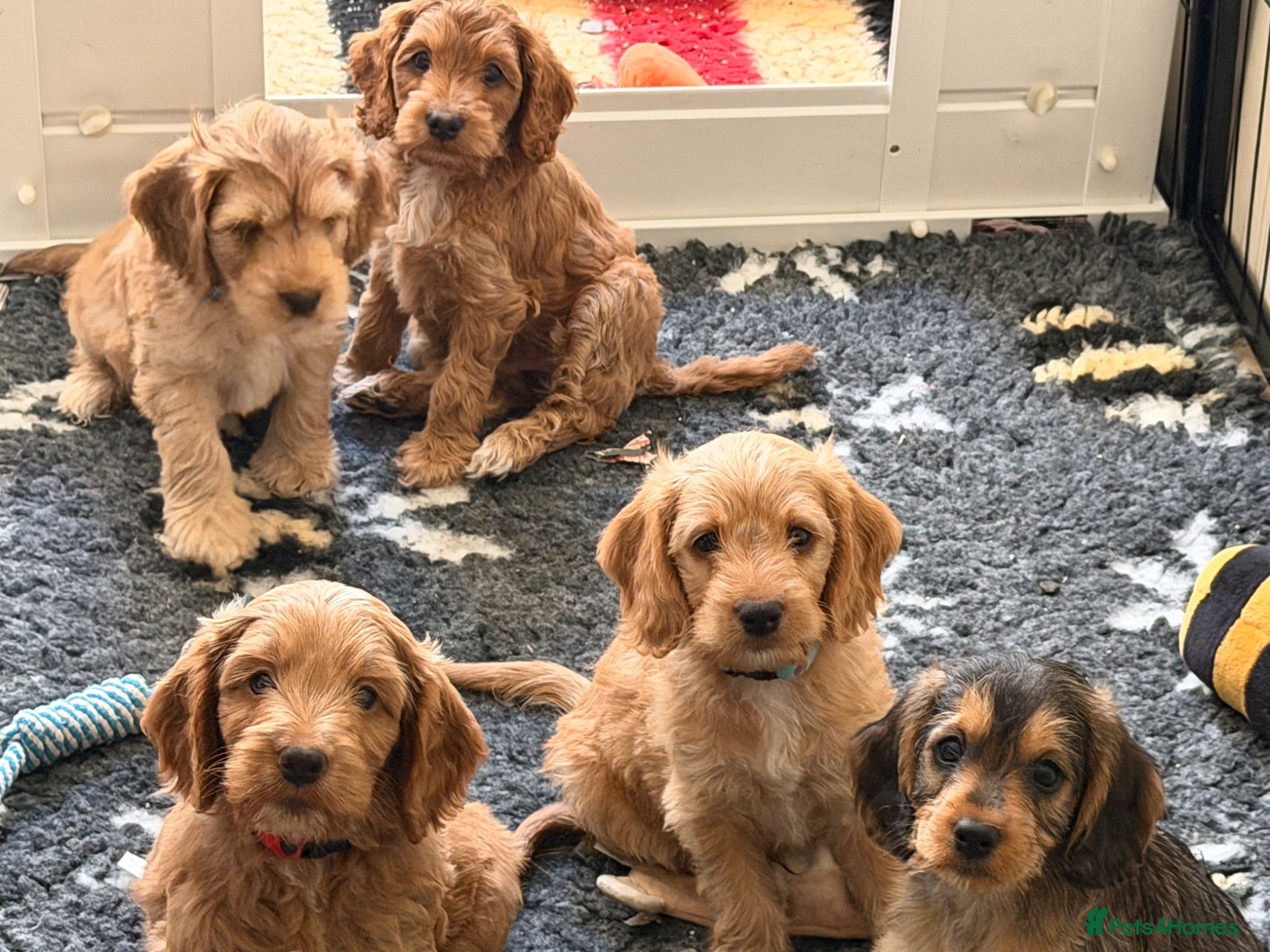 Mixed Breed dogs Beautiful Miniature Austrailian Labradoodle pups - Advert 2