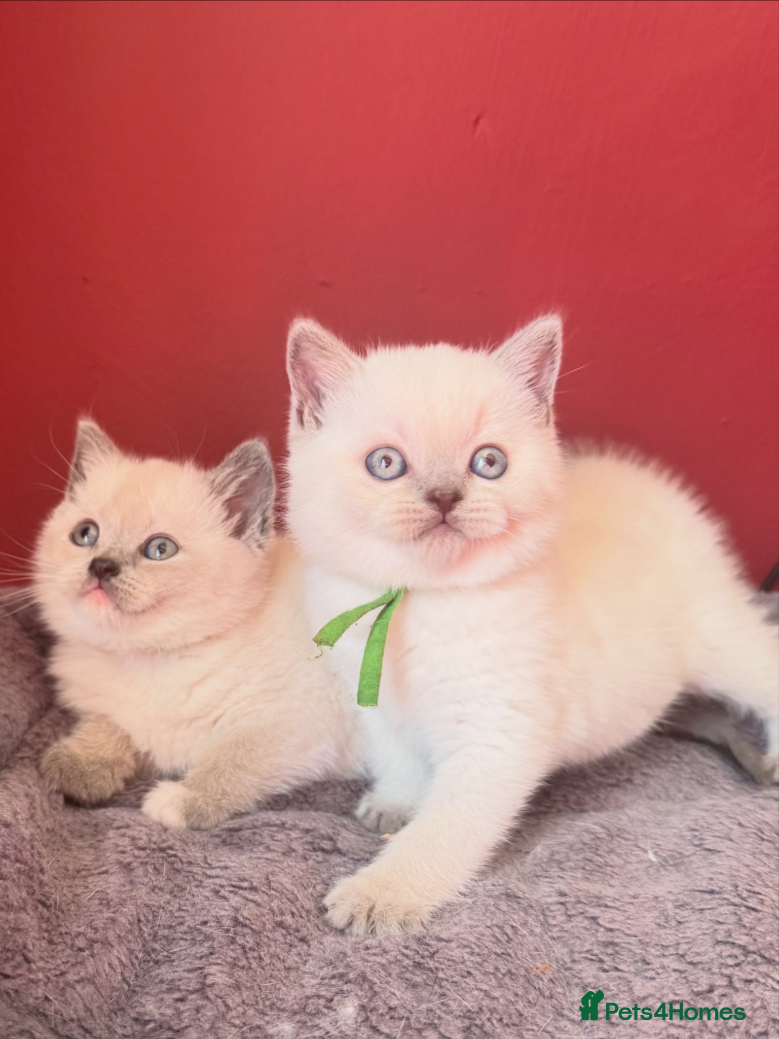 British Shorthair cats for sale: Gorgeous GCCF colourpoints  - Advert 1