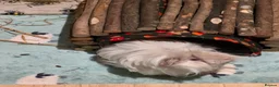 Guinea Pig rodents for sale: Guinea pig - Advert 3