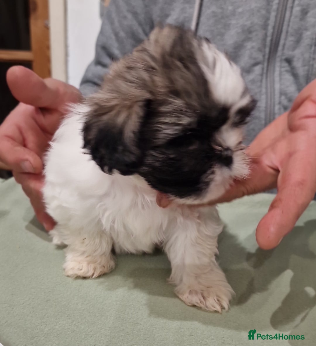Shih Tzu dogs for sale:  2 lovely girls Shih Tzu Puppies!  - Advert 5