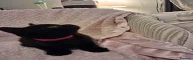 Black female kitten 
