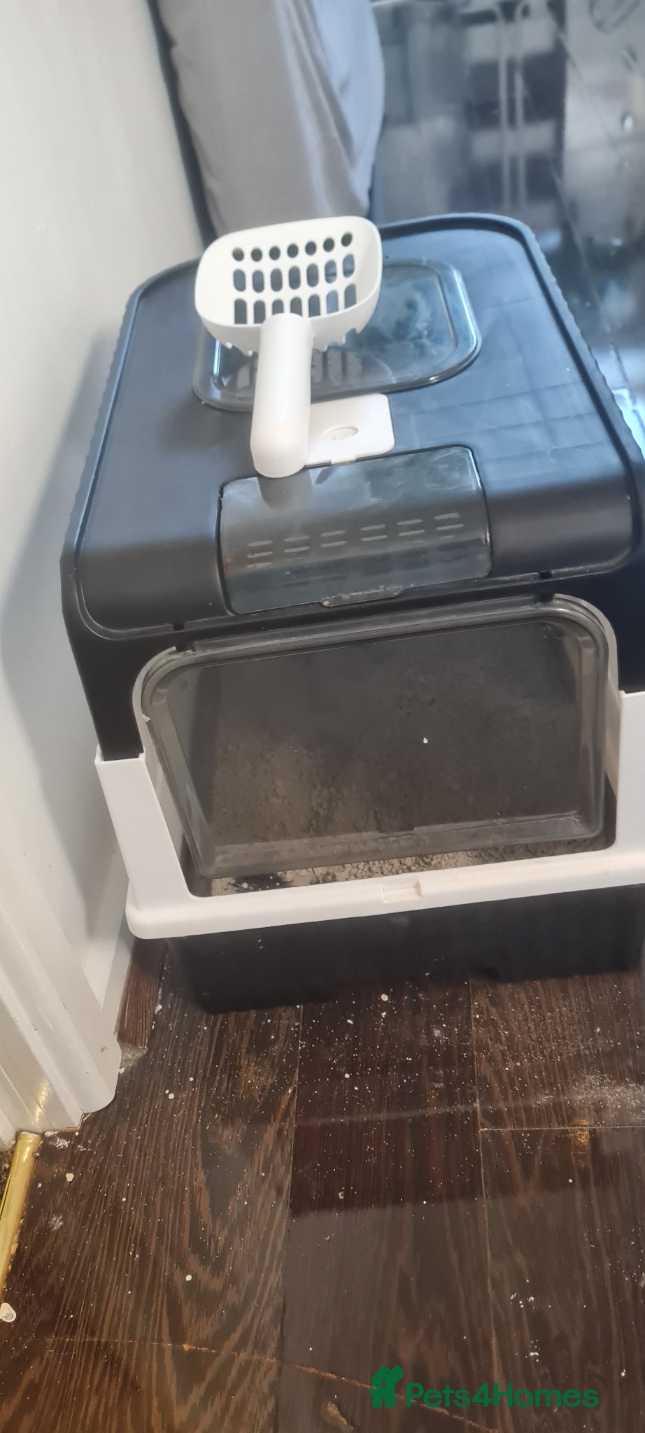 Domestic Shorthair cats for sale: Black cat - Advert 6