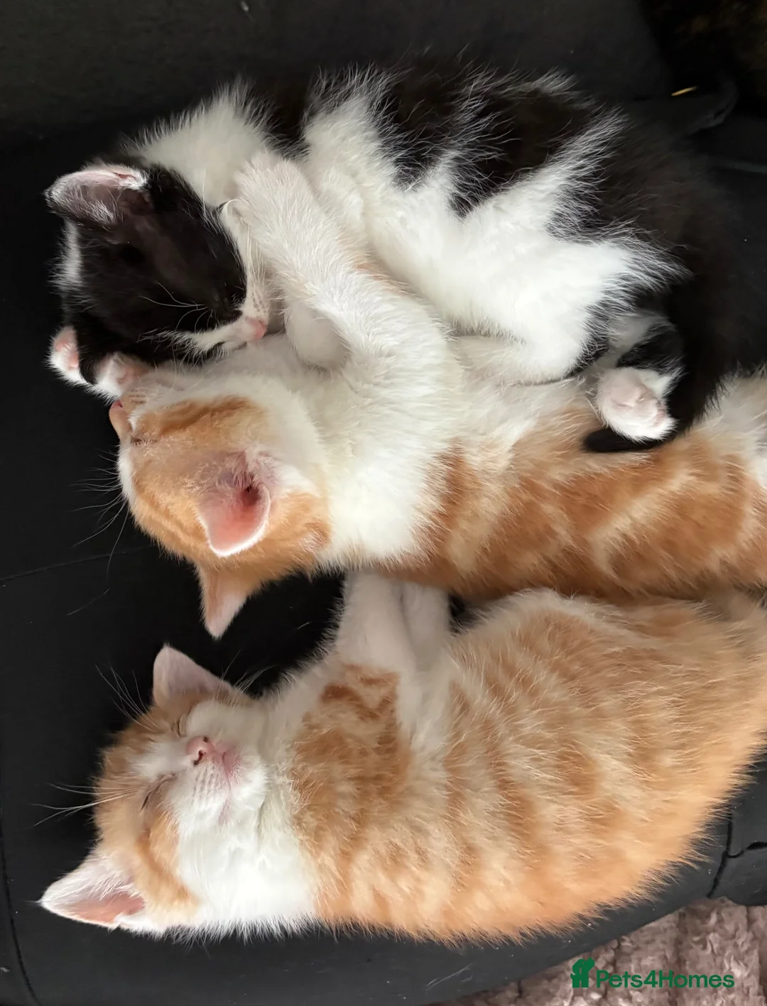 Mixed Breed cats for sale: Beautiful kittens - Advert 3