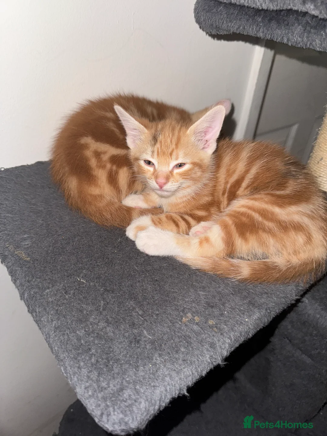 American Shorthair cats for sale: Beautiful Rare GingerKittens Alonghair X BSH cross - Advert 33