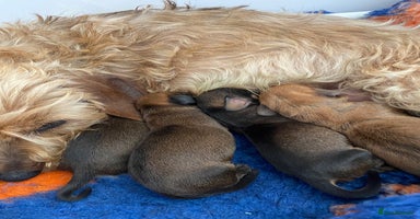 Miniature Dachshund dogs - Advert 3