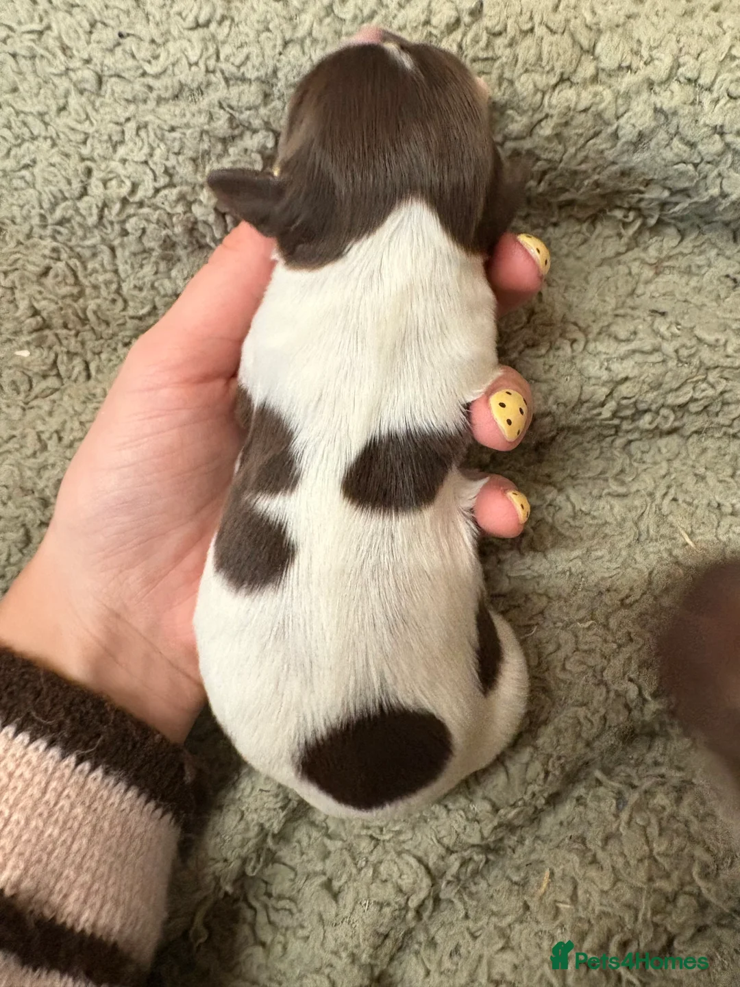 English Springer Spaniel dogs for sale: Springer Spaniel Pups  - Advert 2