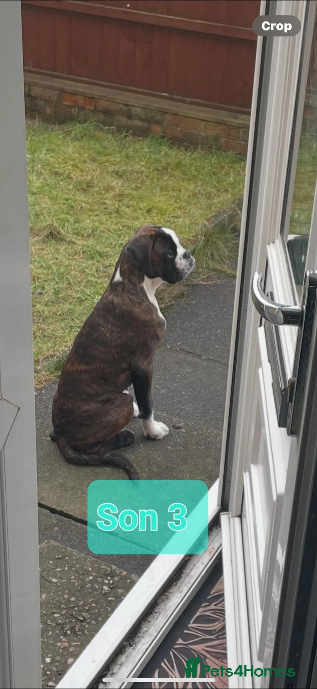 Boxer dogs for stud: Boxer Stud Dog – Champion Bloodlines  - Advert 15