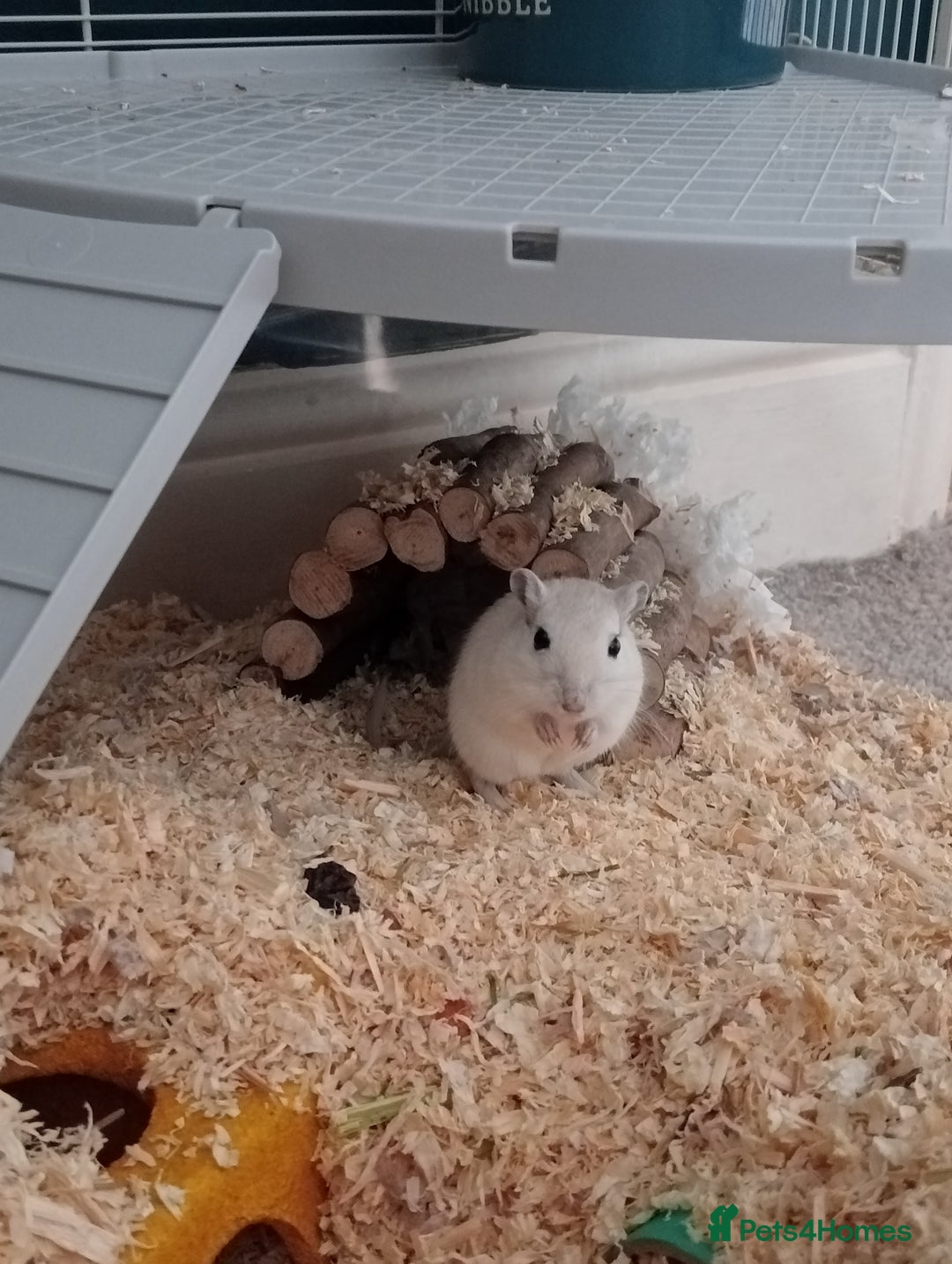 Gerbil rodents for sale: 3 male gerbils  - Advert 6