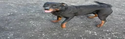 Rottweiler dogs for sale: Rottweiler Pups ready to leave  - Advert 5