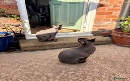 Sphynx cats for sale: Male and Female Sphynx cats - 3 years old - Image 4