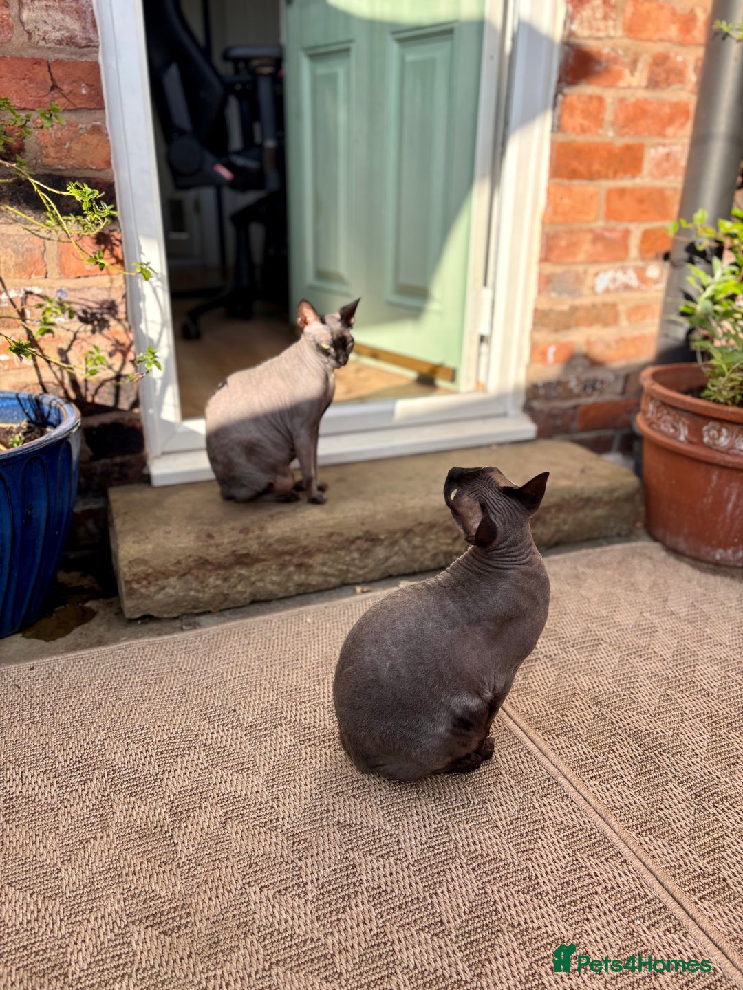 Sphynx cats for sale: Male and Female Sphynx cats - 3 years old - Image 4
