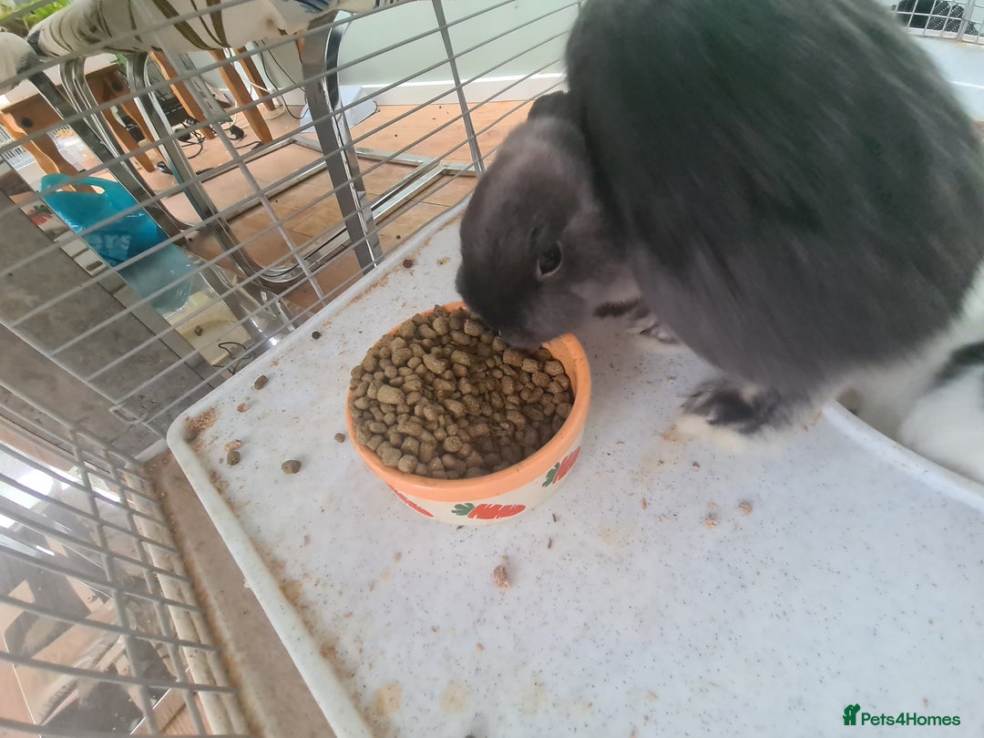 Mini Lop rabbits for sale: Rabbits - Image 3