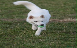 Siberian Husky dogs for sale: Friendly Siberian Husky Male - Image 3