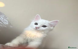 Persian cats for sale: Fluffy indoor kittens-Persian&Main Coon cross  - Image 7