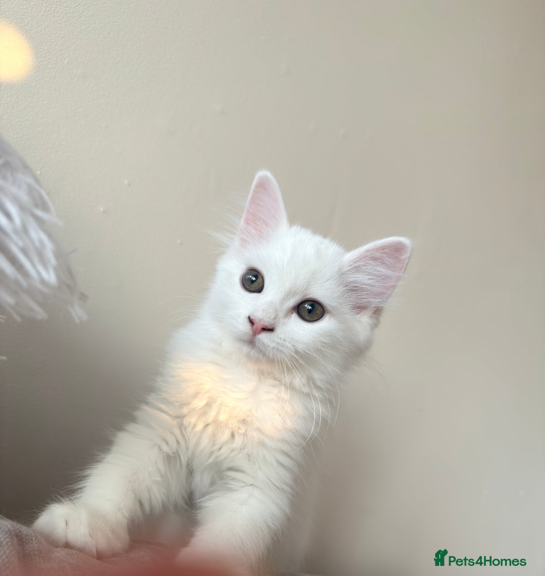 Persian cats for sale: Fluffy indoor kittens-Persian&Main Coon cross  - Image 7