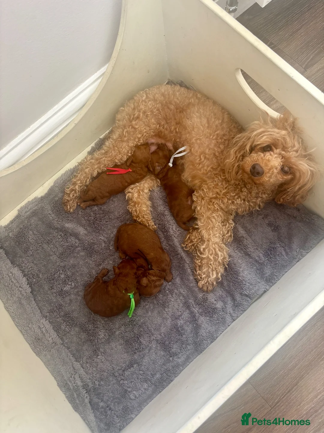Toy Poodle dogs for sale: Tiny Toy ×Asian Poodle Puppies Ready 21/09/26 - Advert 12
