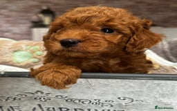 Miniature Poodle dogs for sale: Beautiful litter of Cheeky KC Reg. Mini Poodle's - Image 1
