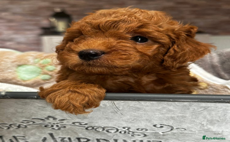 Miniature Poodle dogs - Advert 2