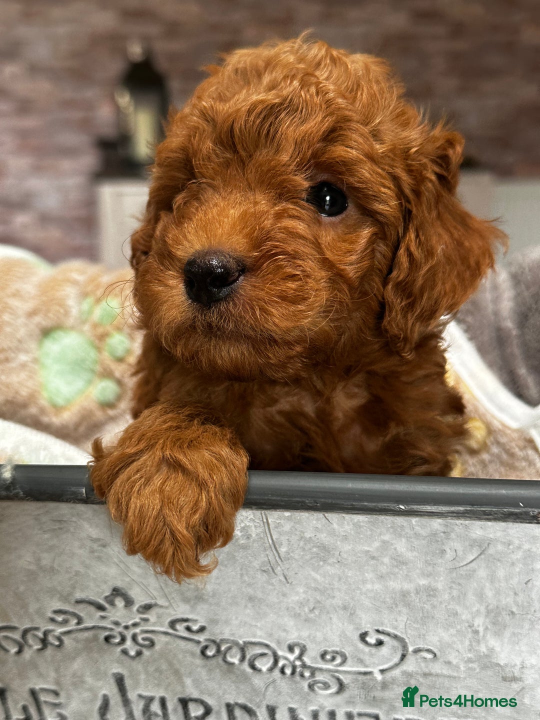 Miniature Poodle dogs for sale: Beautiful litter of Cheeky KC Reg. Mini Poodle's - Image 1