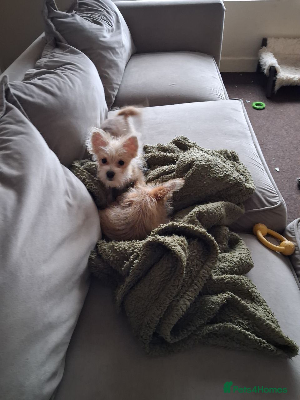 Mixed Breed dogs Ready to go! Unique mix - Maltese x JackChi Pups - Advert 14