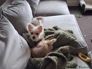 Mixed Breed dogs Ready to go! Unique mix - Maltese x JackChi Pups - Advert 14