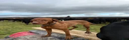 Hungarian Vizsla dogs for sale: 10 Gorgeous Hungarian Vizsla Puppies, KC REG. - Advert 3
