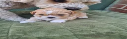 Shihpoo dogs for sale: Shihpoo puppys - Advert 3