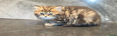 Scottish Fold Kitten 3