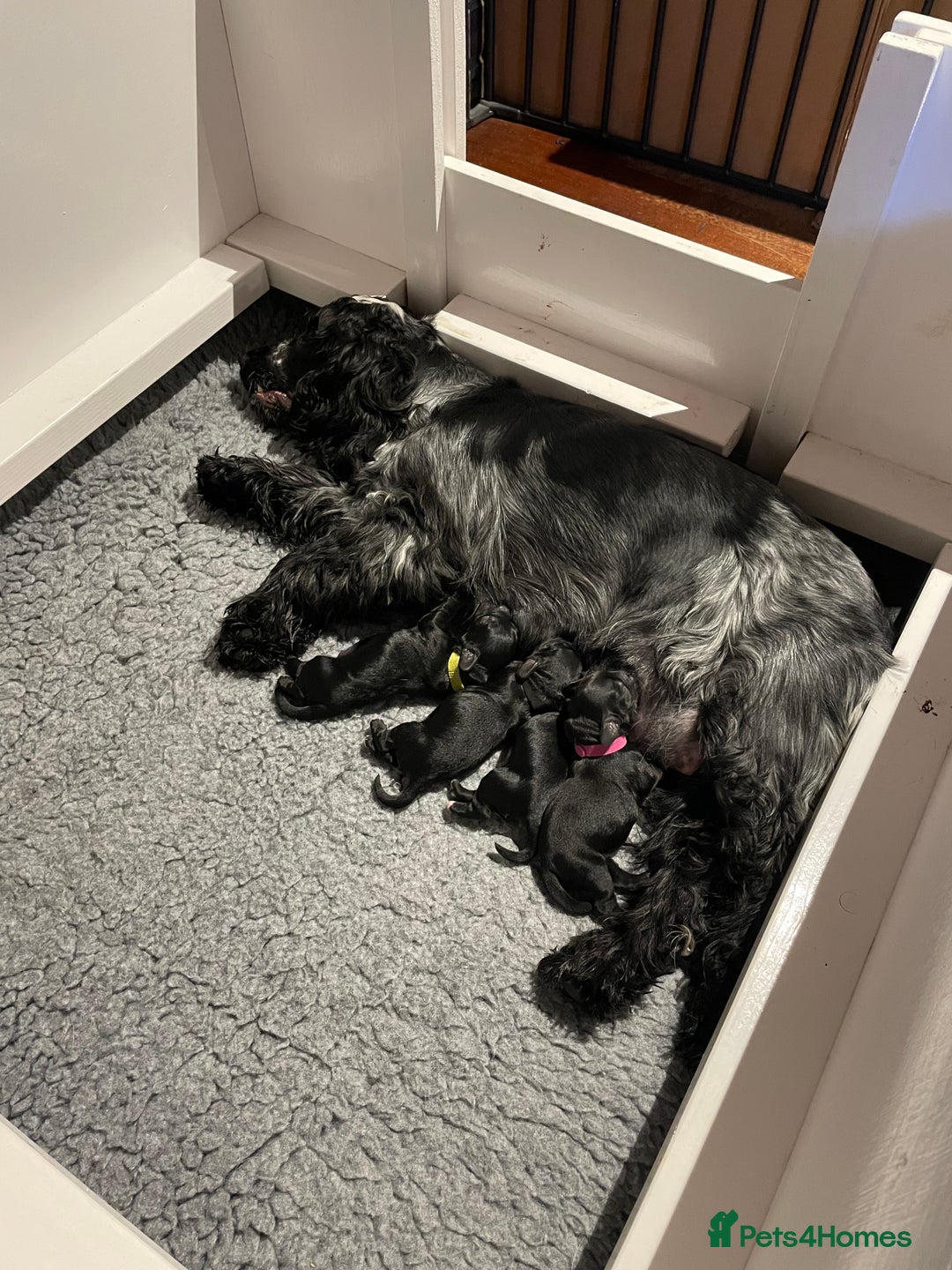 Cockapoo dogs for sale: F1 Cockerpoo pups. KC parents & health tests - Image 5