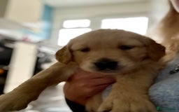 Golden Retriever dogs for sale: 💕 2 Golden Retriever Girls Left 💕 - Image 7