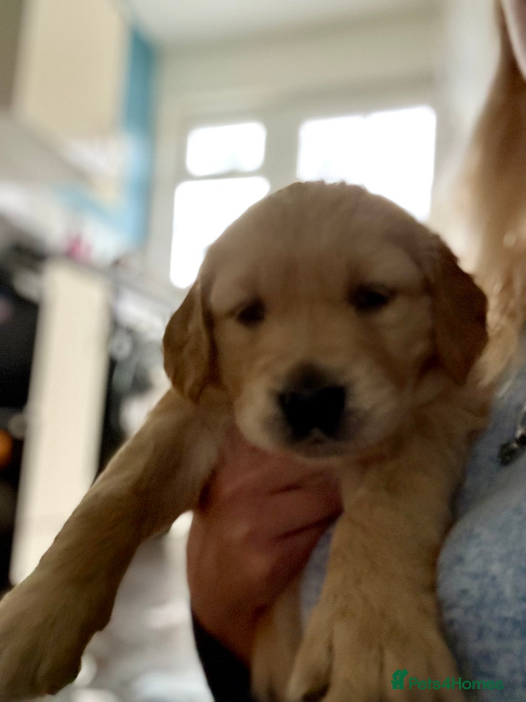 Golden Retriever dogs for sale: 💕 2 Golden Retriever Girls Left 💕 - Image 7