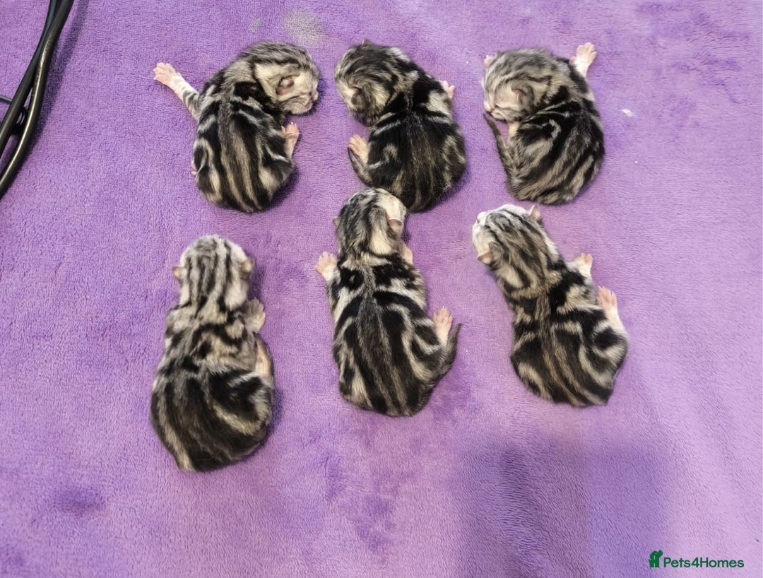 British Shorthair cats for sale: GSSF active BSH silver tabby Stud - Advert 6