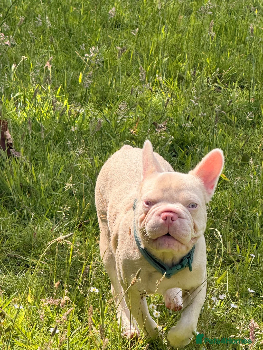 French Bulldog dogs for sale: Male frenchie - Advert 1