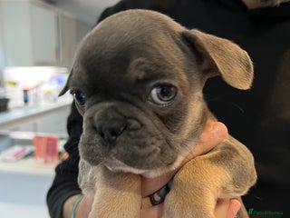 French Bulldog dogs KC Registered Blue Tan Pup - Advert 1
